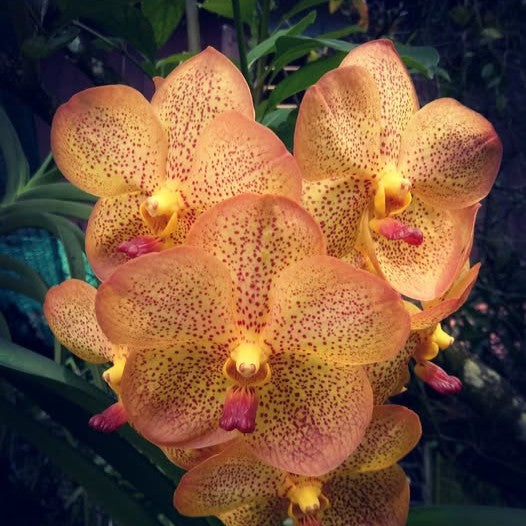 Vanda Yellow Butterfly