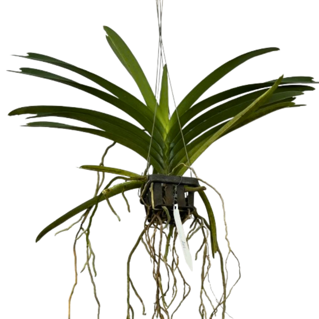 Vanda Yellow Butterfly orchid plant with healthy strap shaped foliage, strong aerial roots, and vigorous tropical orchid growth suitable for hanging orchid displays, greenhouse collections, Orchid Plants Online India, exotic Vanda orchid collections, indoor orchid growing, tropical balconies, and customers searching for premium live orchid plants online in India with safe delivery and free shipping.