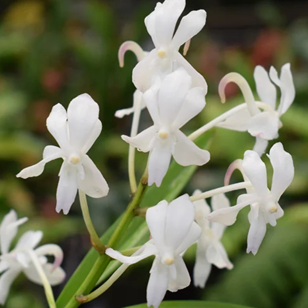 Vandachostylis Lou Sneary White orchid flower with elegant pure white blooms and long-lasting flowers, an exotic hybrid orchid available online in India.