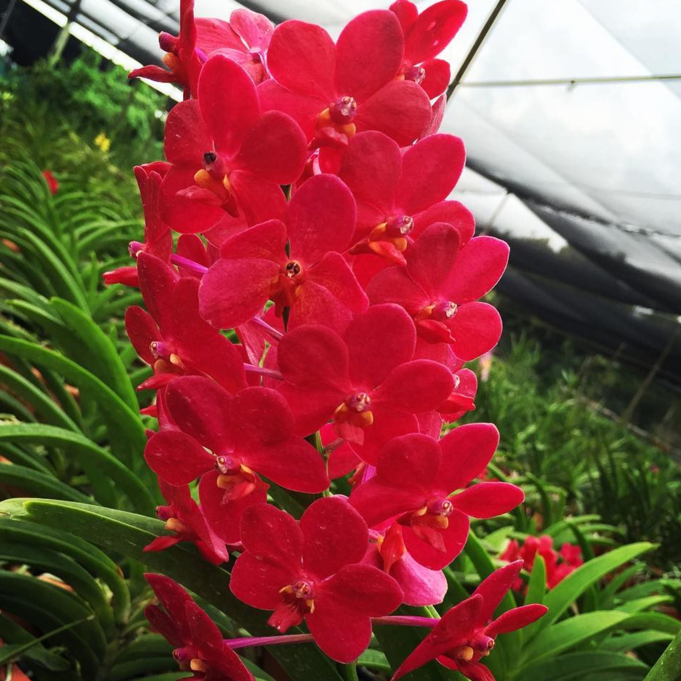 Vandachostylis Roll on Red orchid flower with vibrant crimson red blooms, dense tropical flower spikes, exotic Vanda hybrid beauty, and rich ruby coloured petals ideal for Orchid Plants Online India, rare red orchid collections, premium flowering orchids, tropical hanging orchids, and exotic orchid lovers in India.