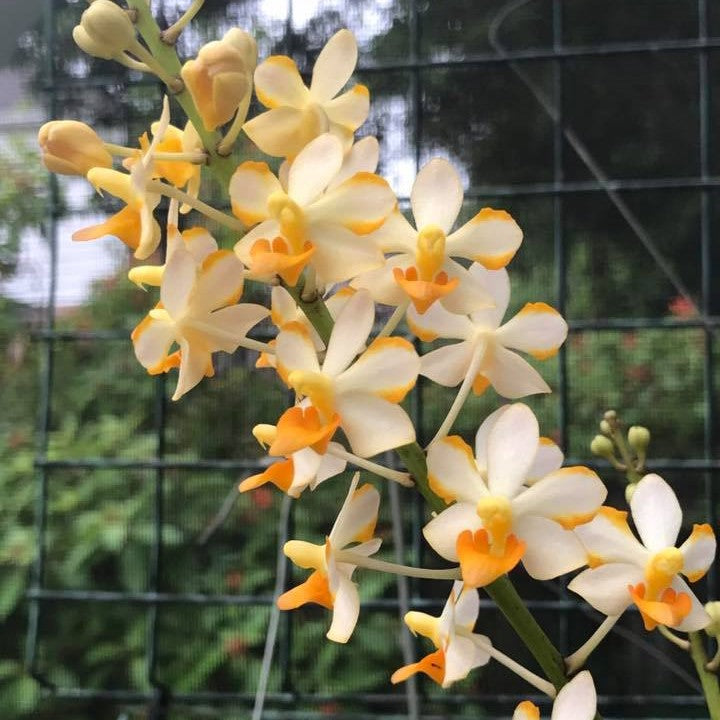 Vandaenopsis Pulcherrimin orchid flower with vibrant purple to violet blooms and exotic tropical beauty, perfect for orchid collectors and those looking to buy Vanda orchids online in India.