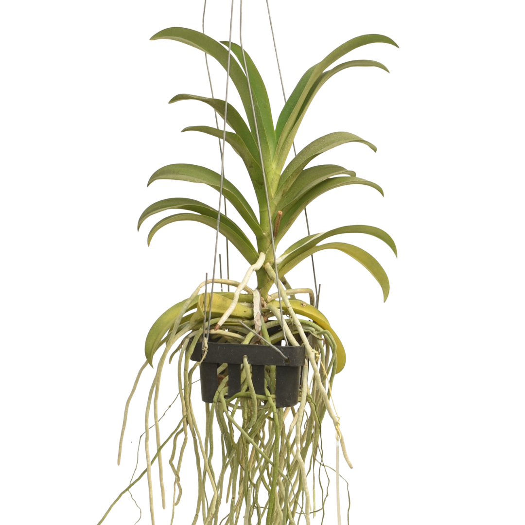 Healthy Vandaenopsis Pulcherrimin orchid plant with lush green strap-like leaves and strong aerial roots, an exotic Vanda-type orchid available online in India from Click Orchid.