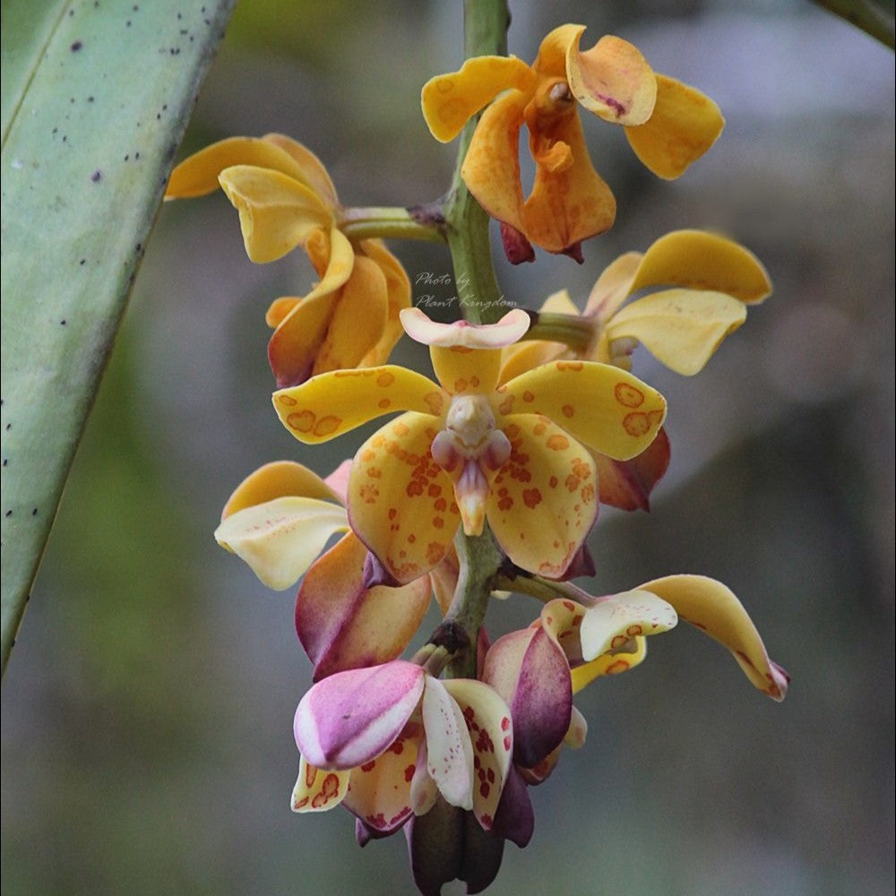 Vandopsis gigantea
