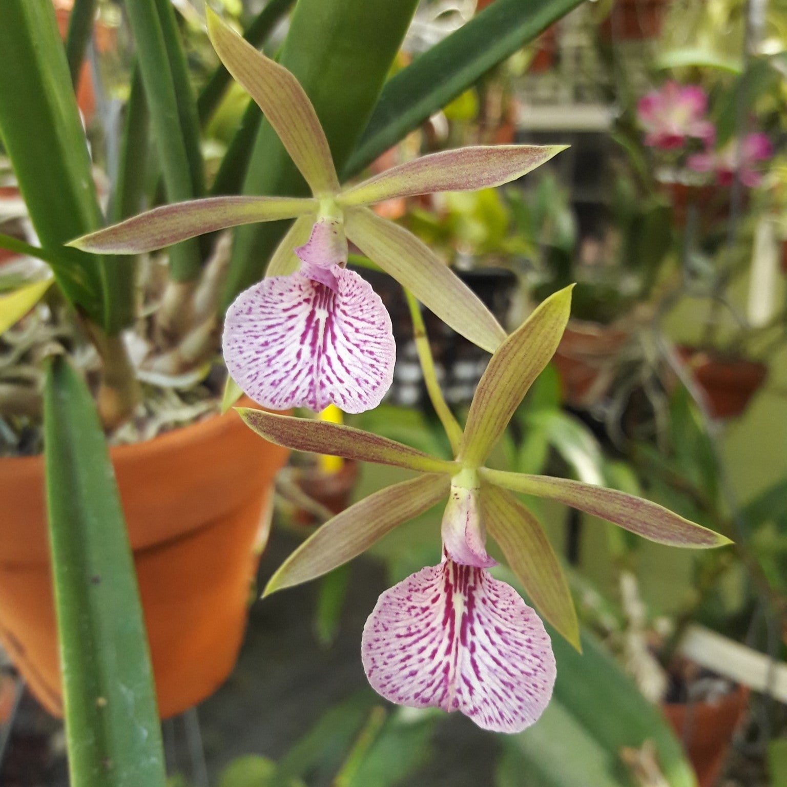 Vaughnara Jairak Kiss