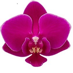 Phalaenopsis Cosy Candy