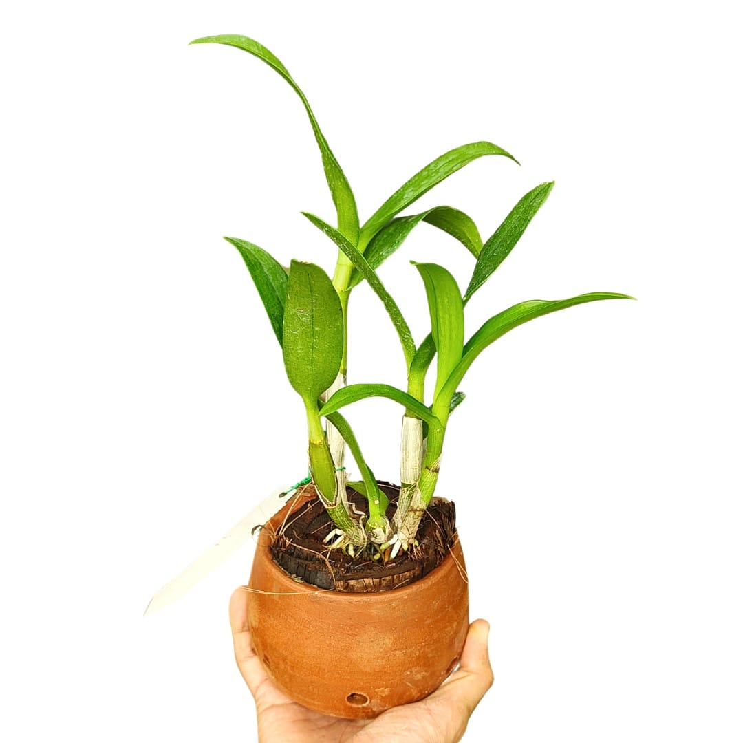 Dendrobium Sonia White