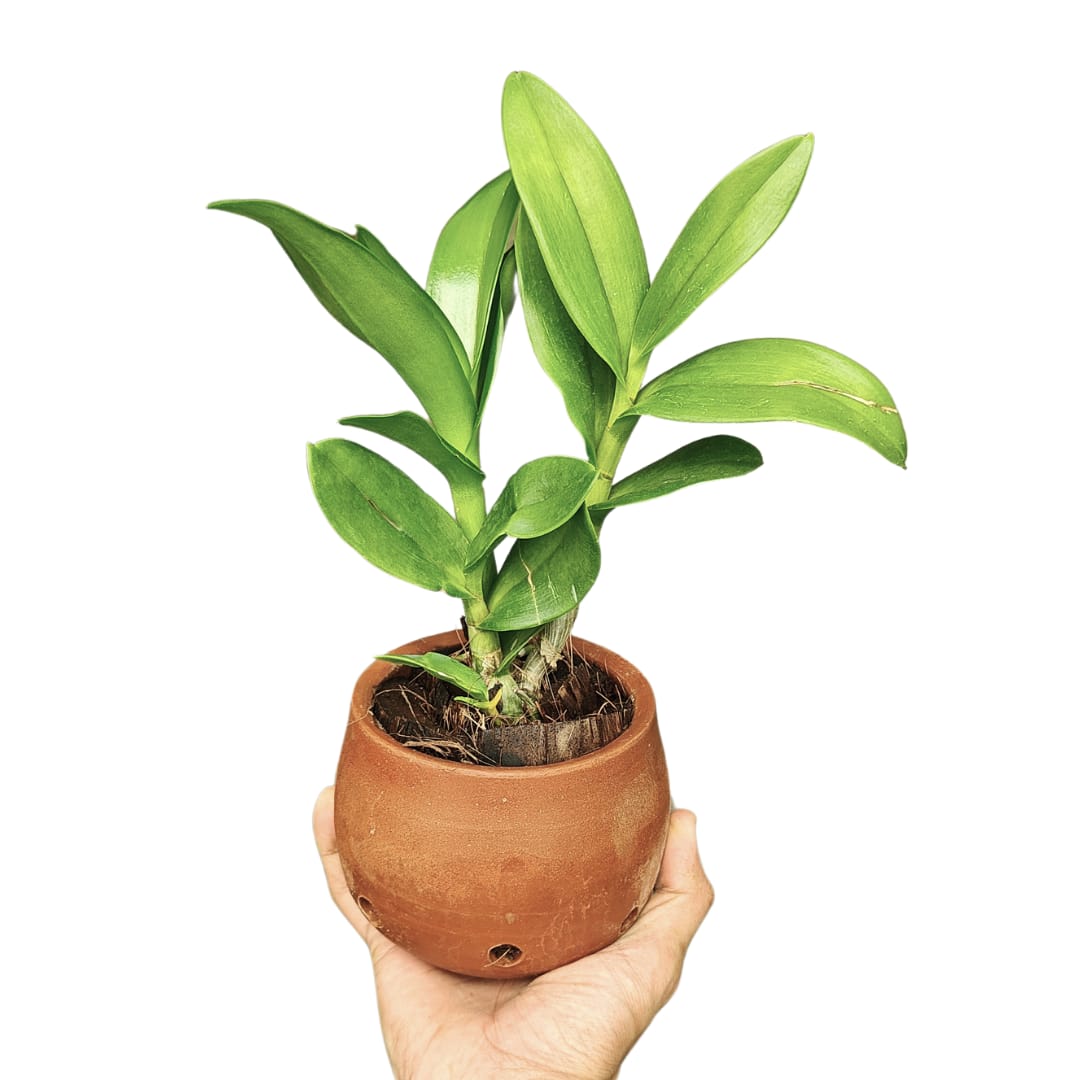 Dendrobium Ceasar Green (Twisted)