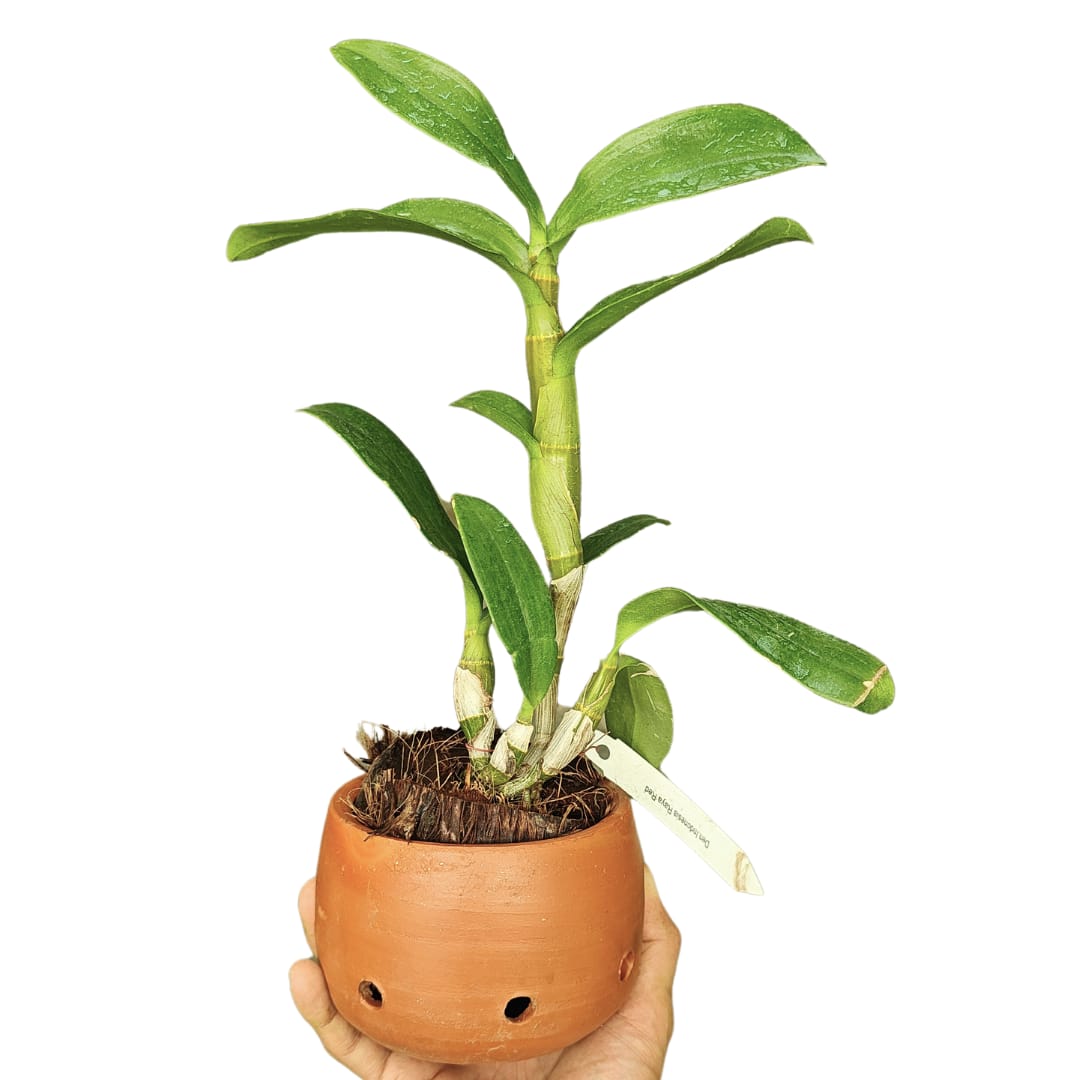 Dendrobium Indonesia Raya Red