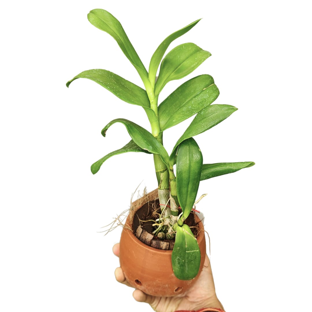 Dendrobium Meesangnil Warawan (Fragrant)