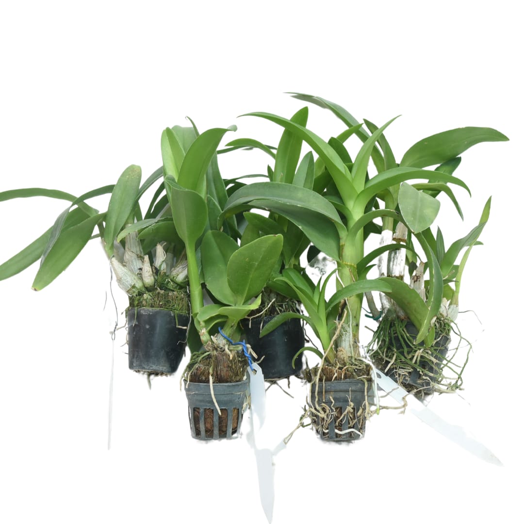 Dendrobium Seedling Combo 2