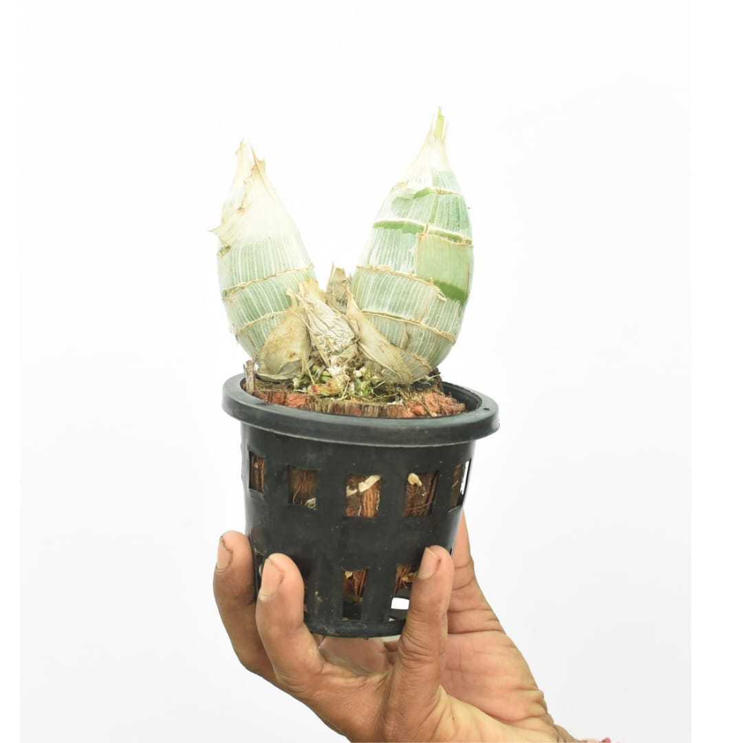 Catasetum gerhard leiste