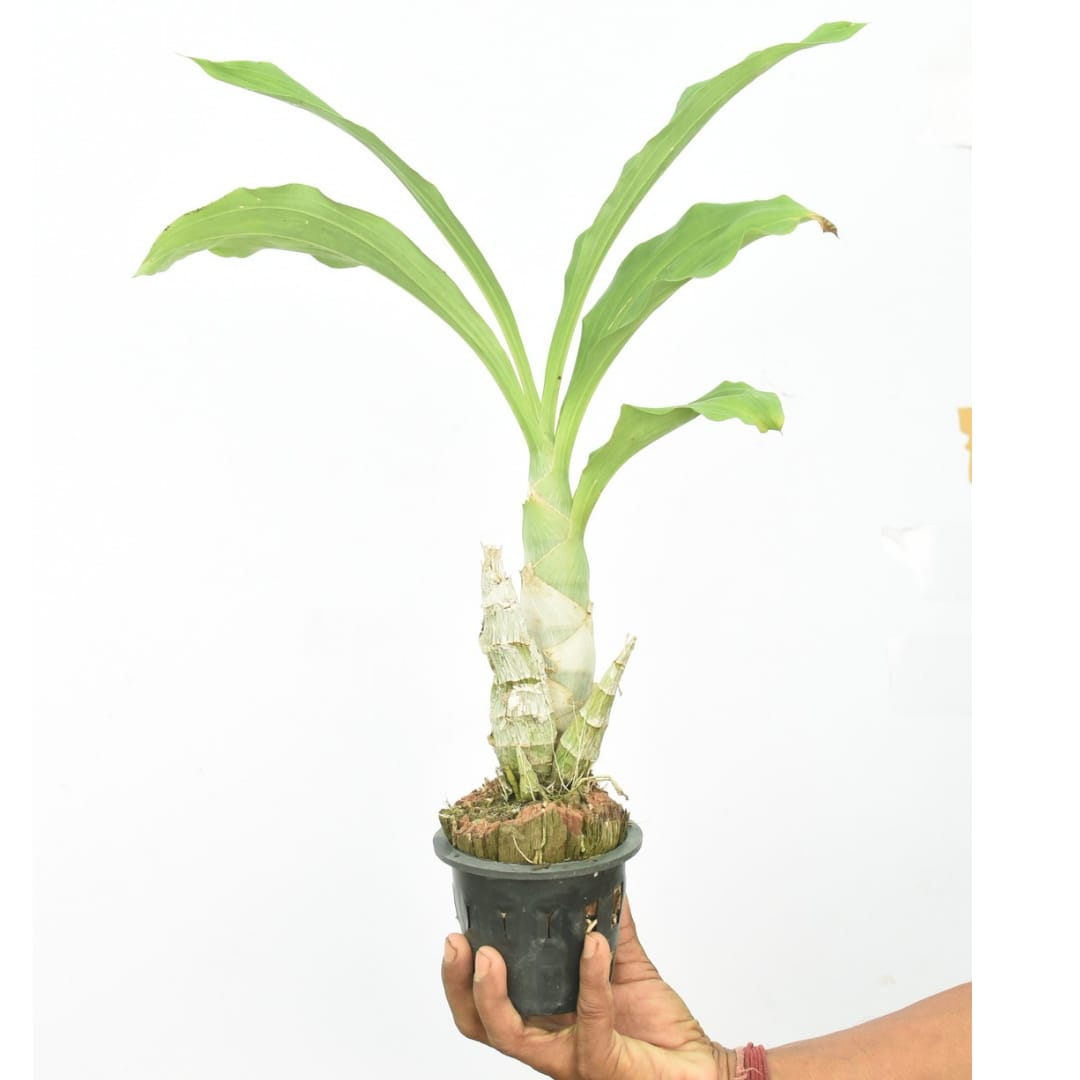 Catasetum Dark Brown