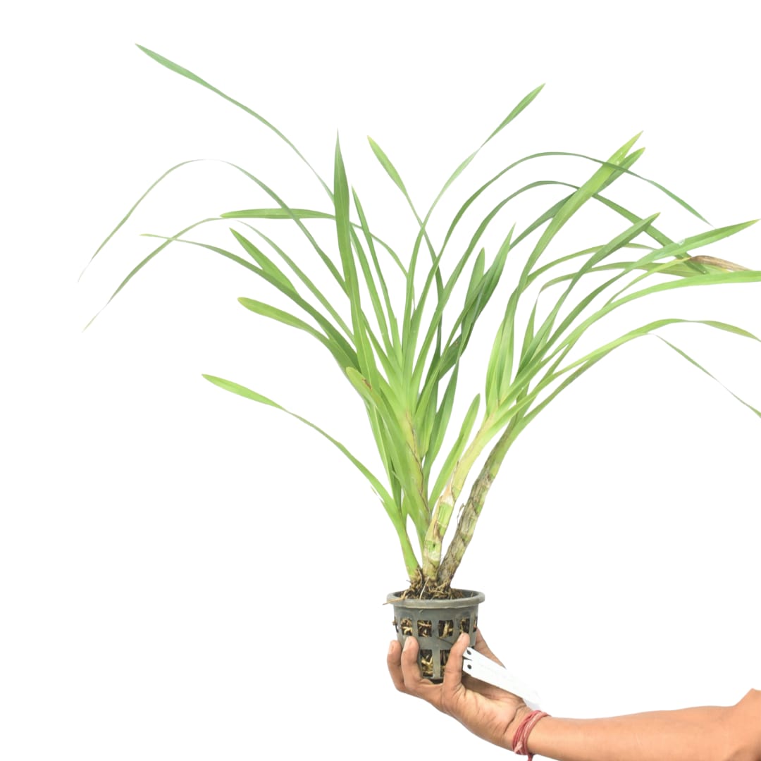 Grammatophyllum Speciosum (Tiger Orchid)