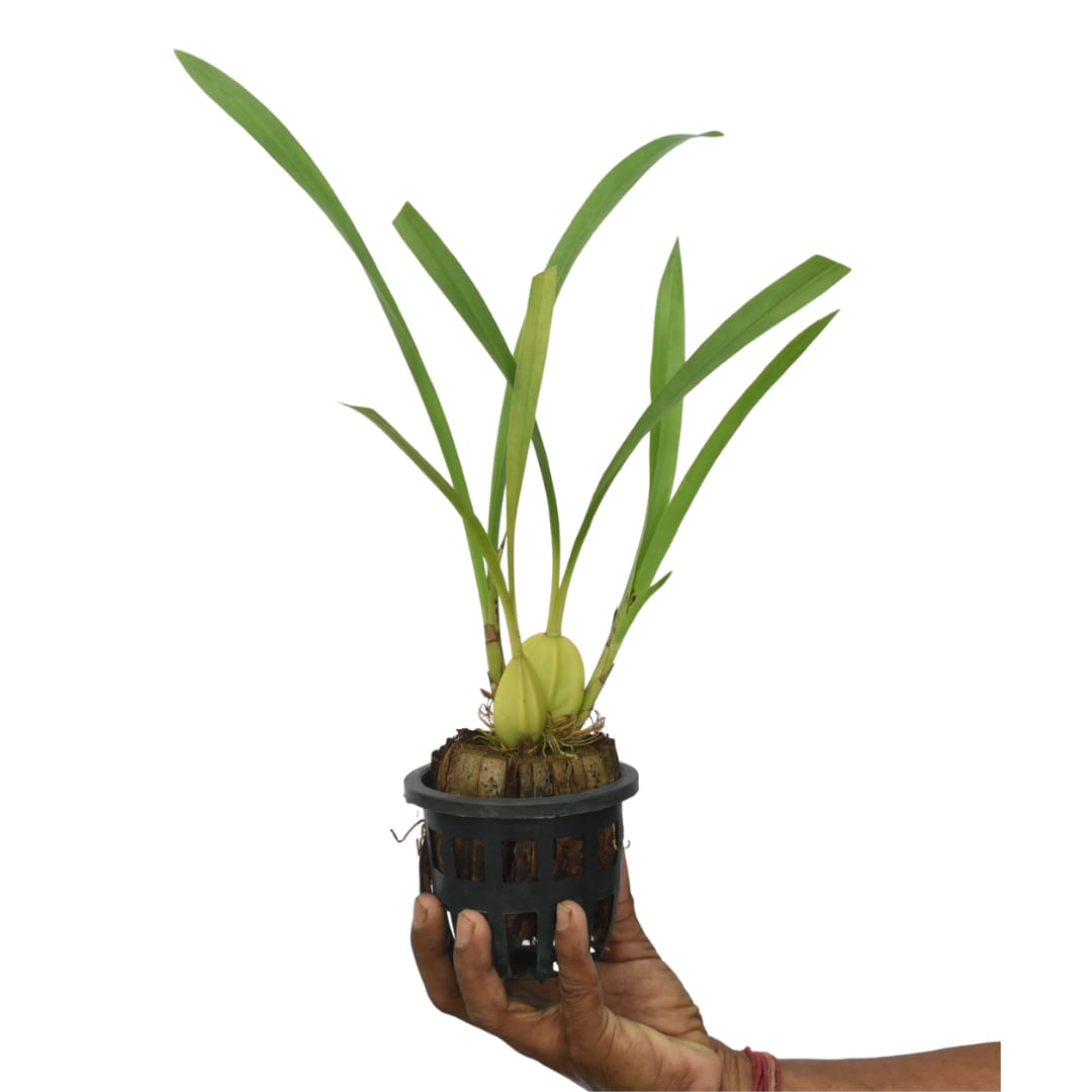 Trigonidium egertonianum