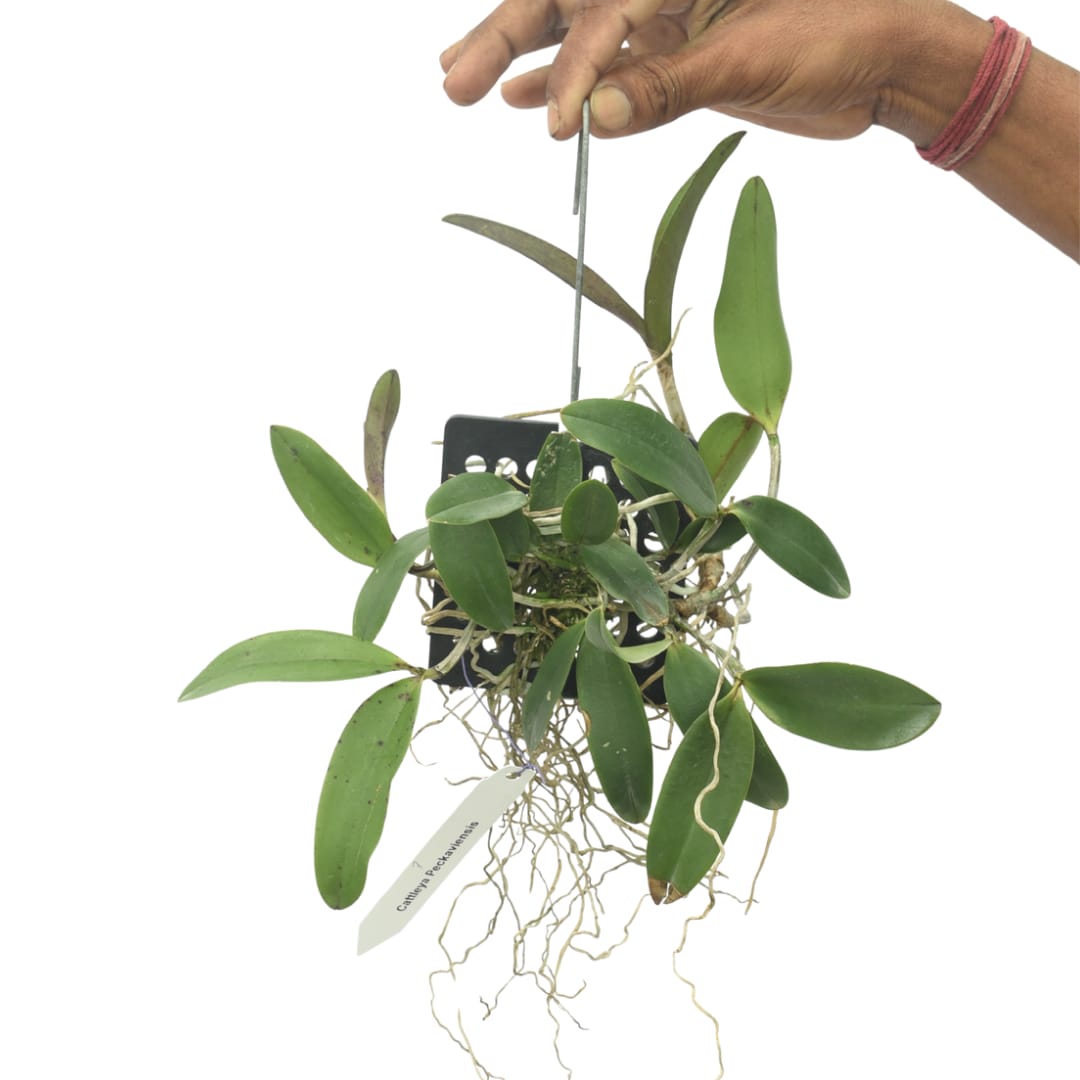 Cattleya Peckaviensis