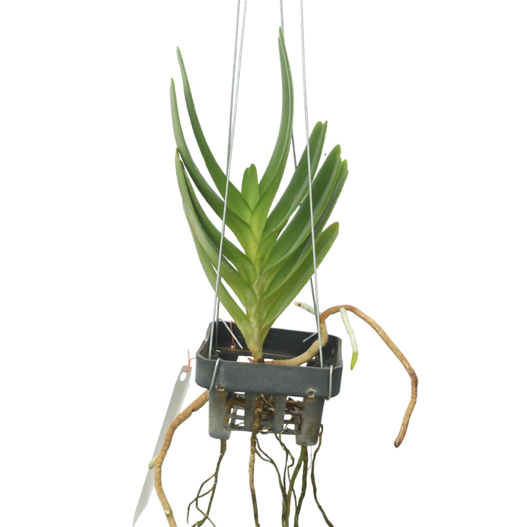 Aerides houlletiana alba