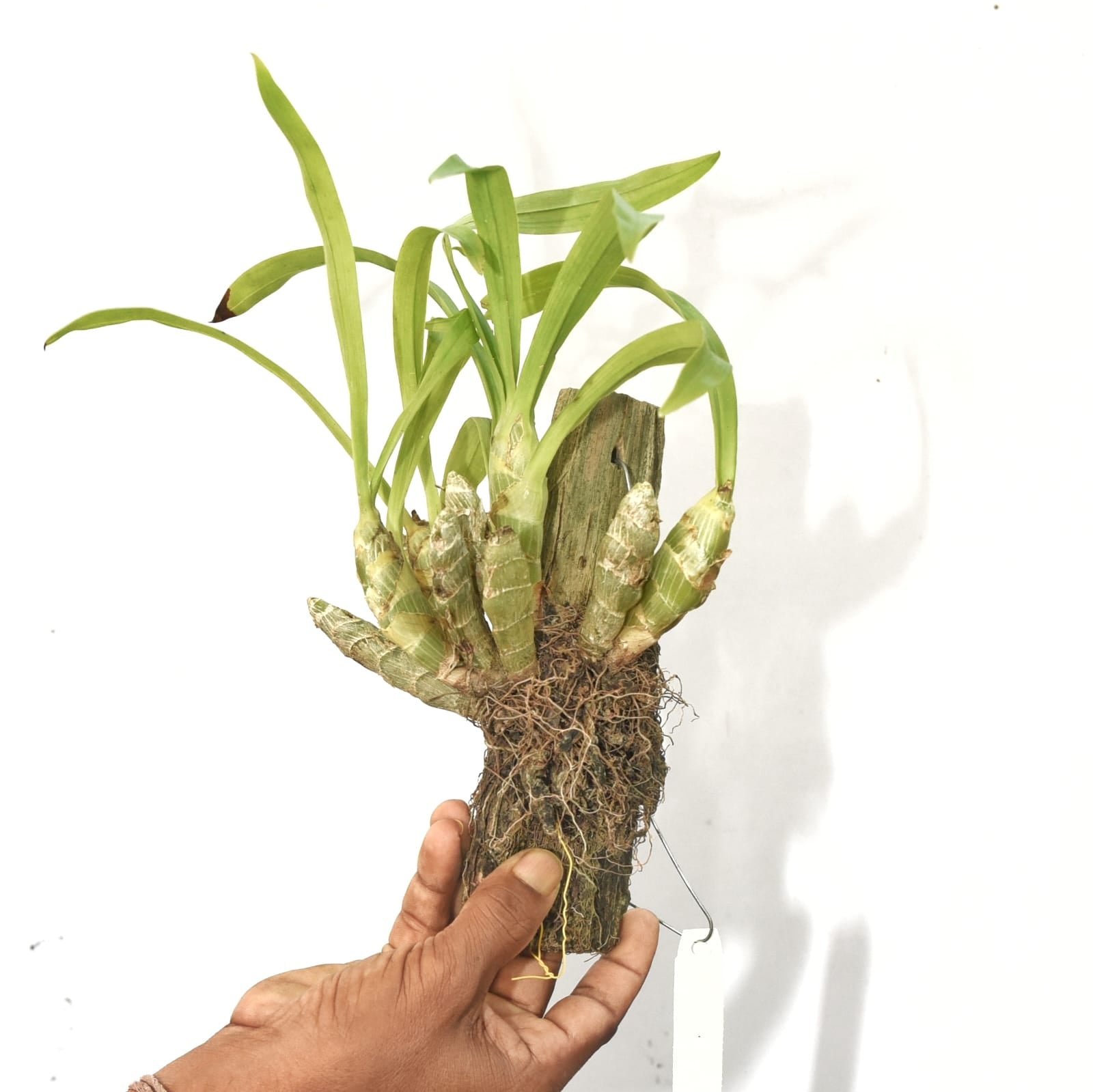 Eria obesa