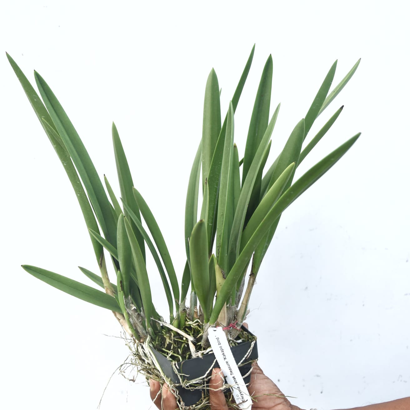 Encyvola Jairak Treasure 'Kakapo bird'