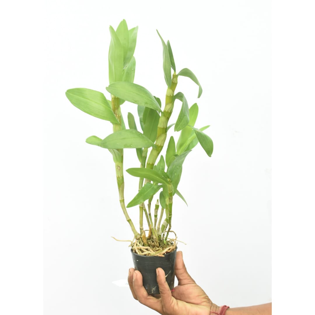 Dendrobium Nobile Napori