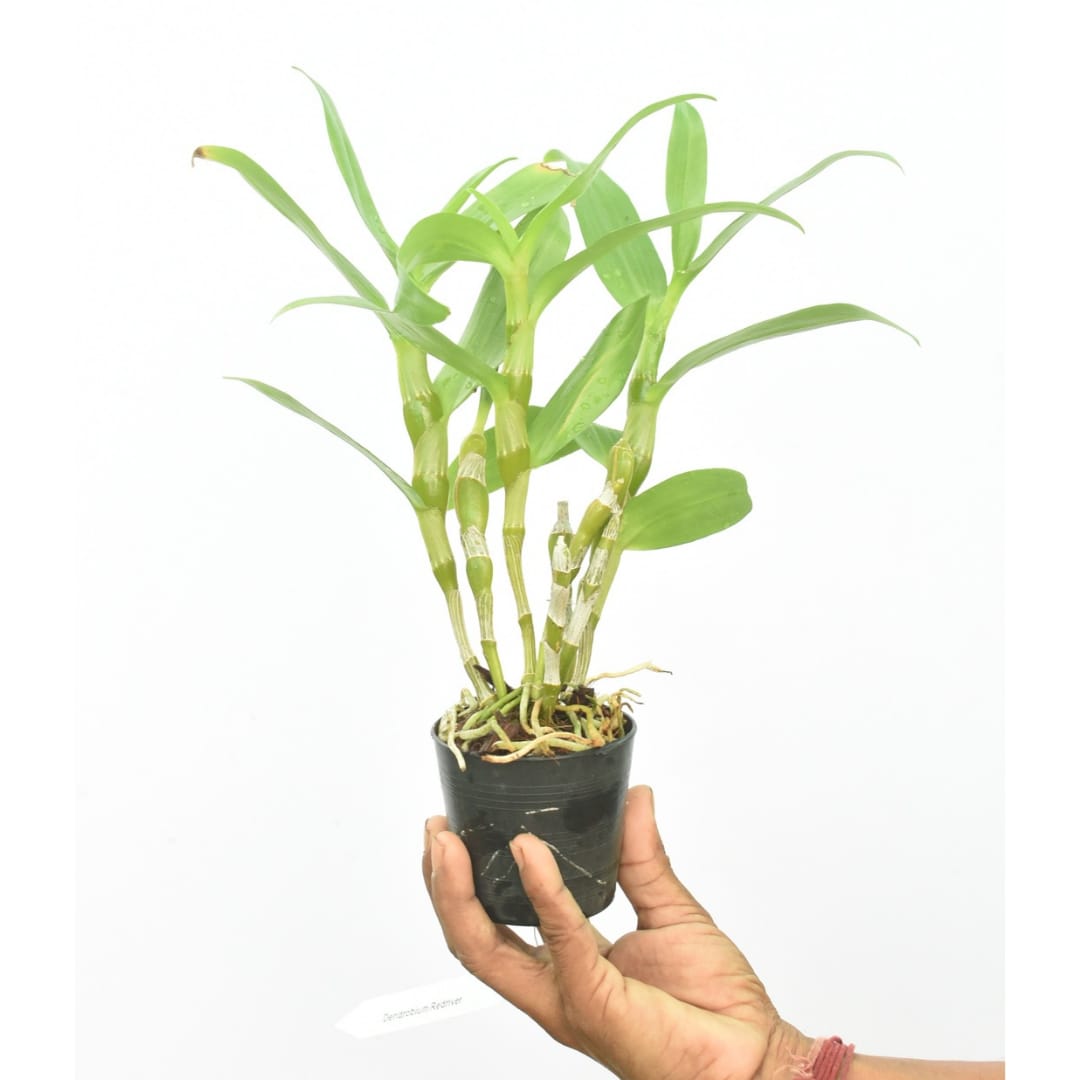 Dendrobium Nobile Redriver