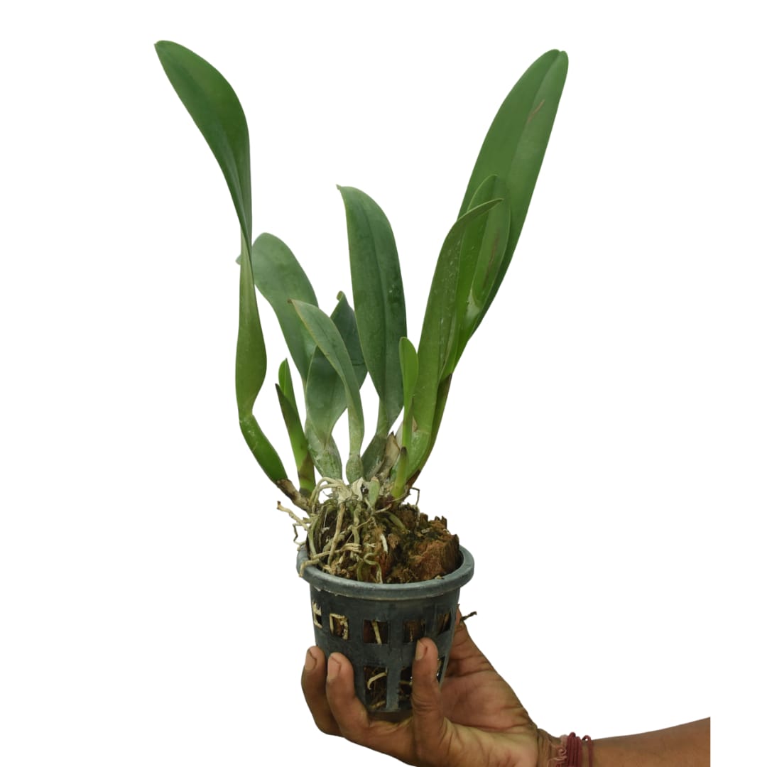 Cattleya Pastoral Innocence