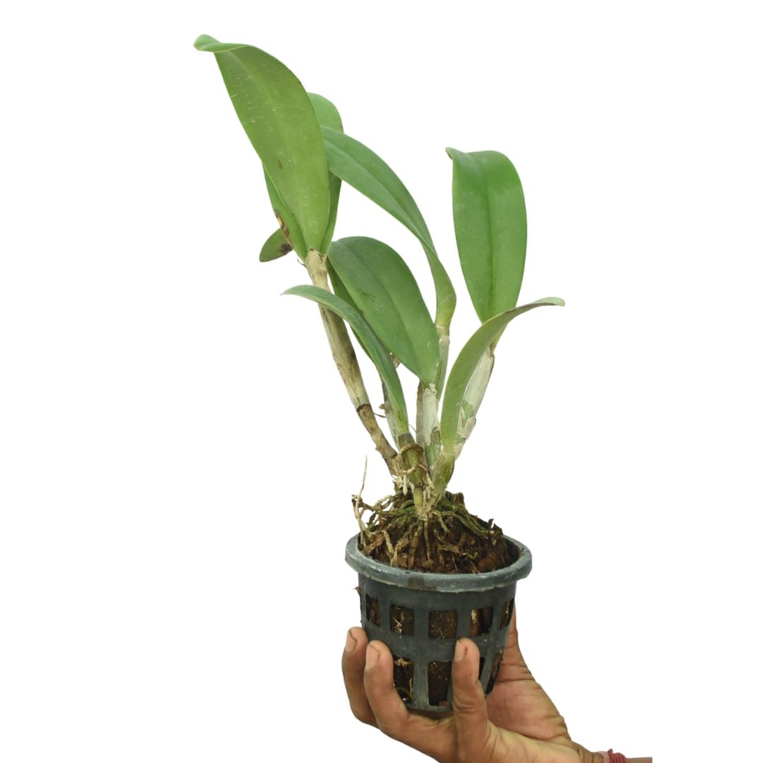 Brassocattleya Sunking "Golden Vision"