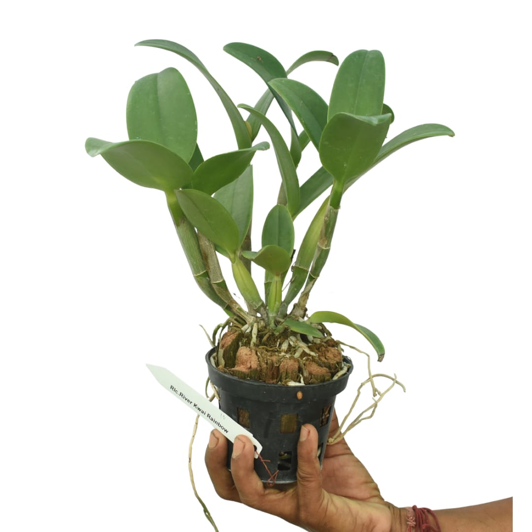 Rhyncattleanthe River Kwai Rainbow