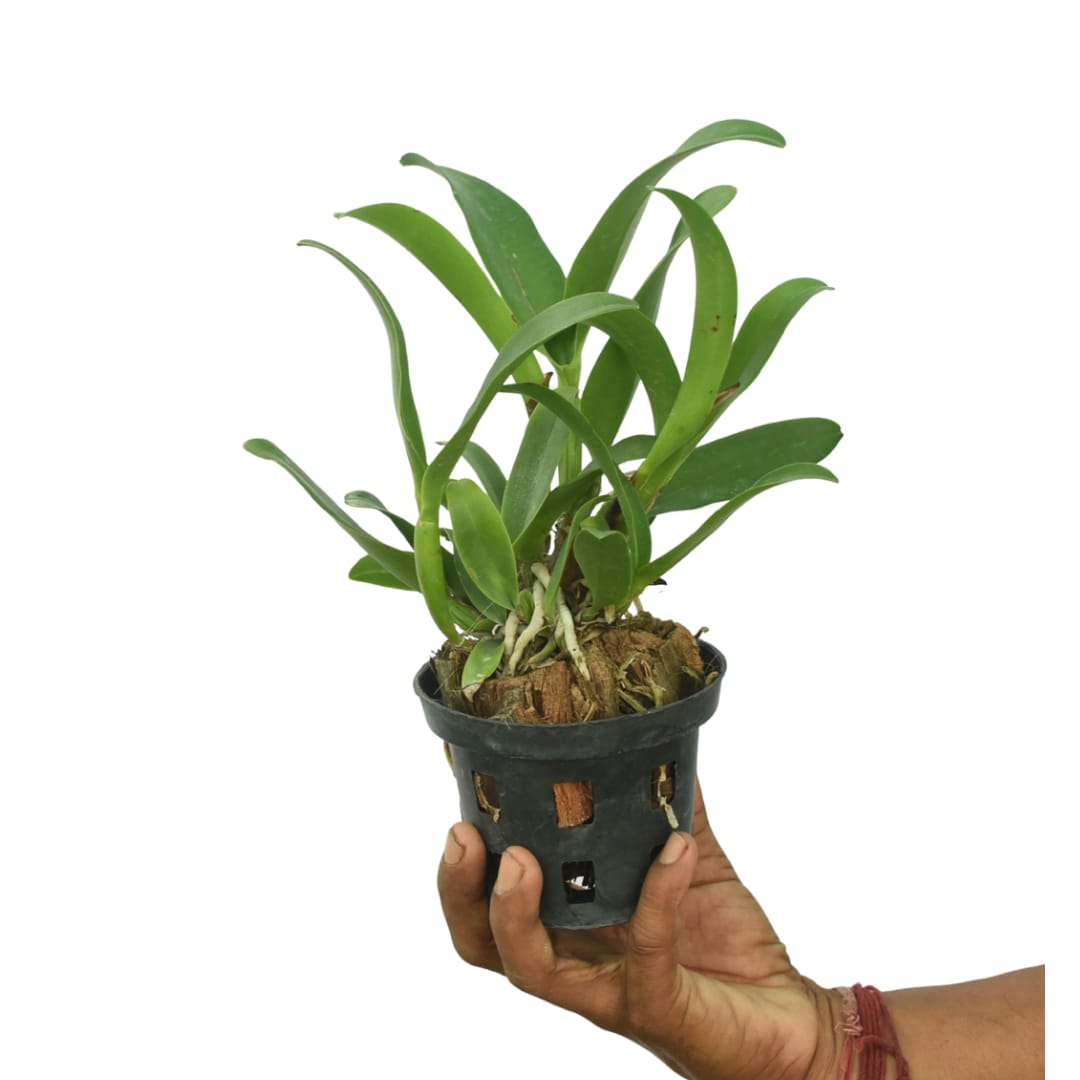 Cattleya Ploenpit Fantasy