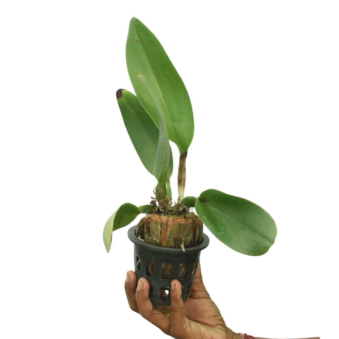 Rhyncholaeliocattleya Thongsuk Delight