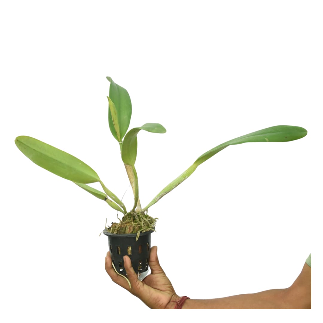 Cattleya Double Delight