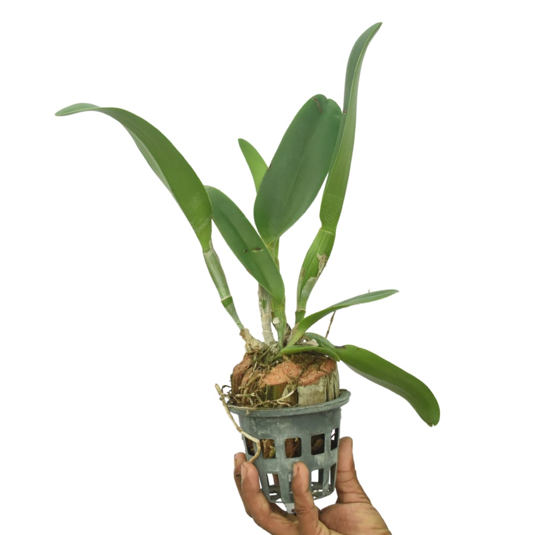 Cattleya Blc. Ports of Paradise