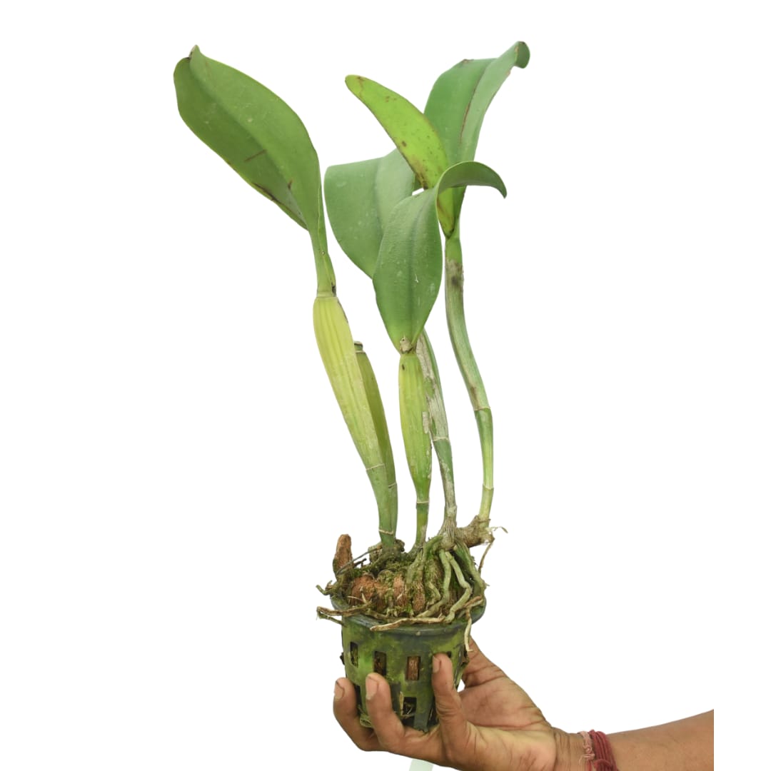 Cattleya Myanmar Sunset