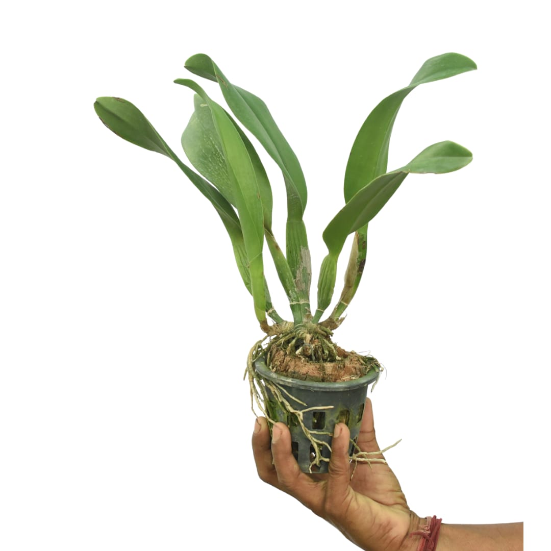 Rhyncholaeliocattleya Phonnapa