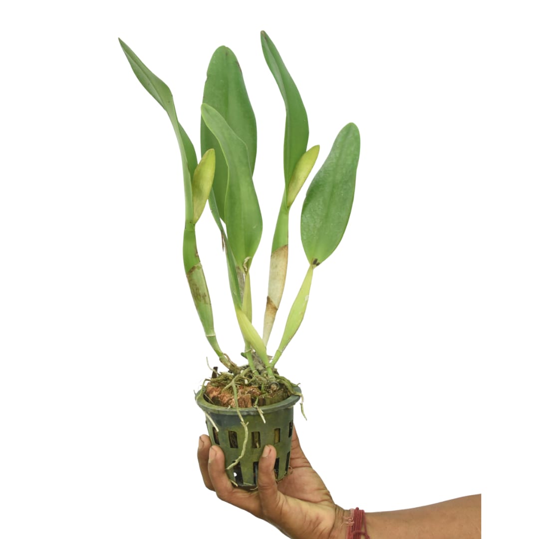 Cattleya Suvarnabhumi Delight