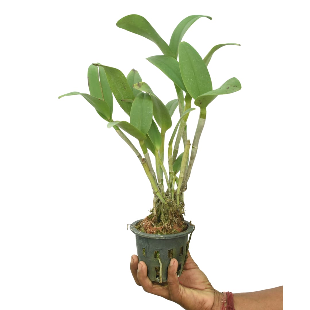 Cattlianthe Ploenpit Crown