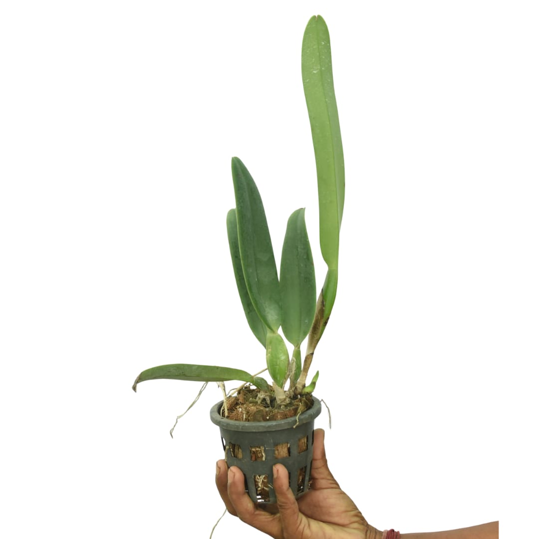 Cattleya California Girl "Orchilabrary"