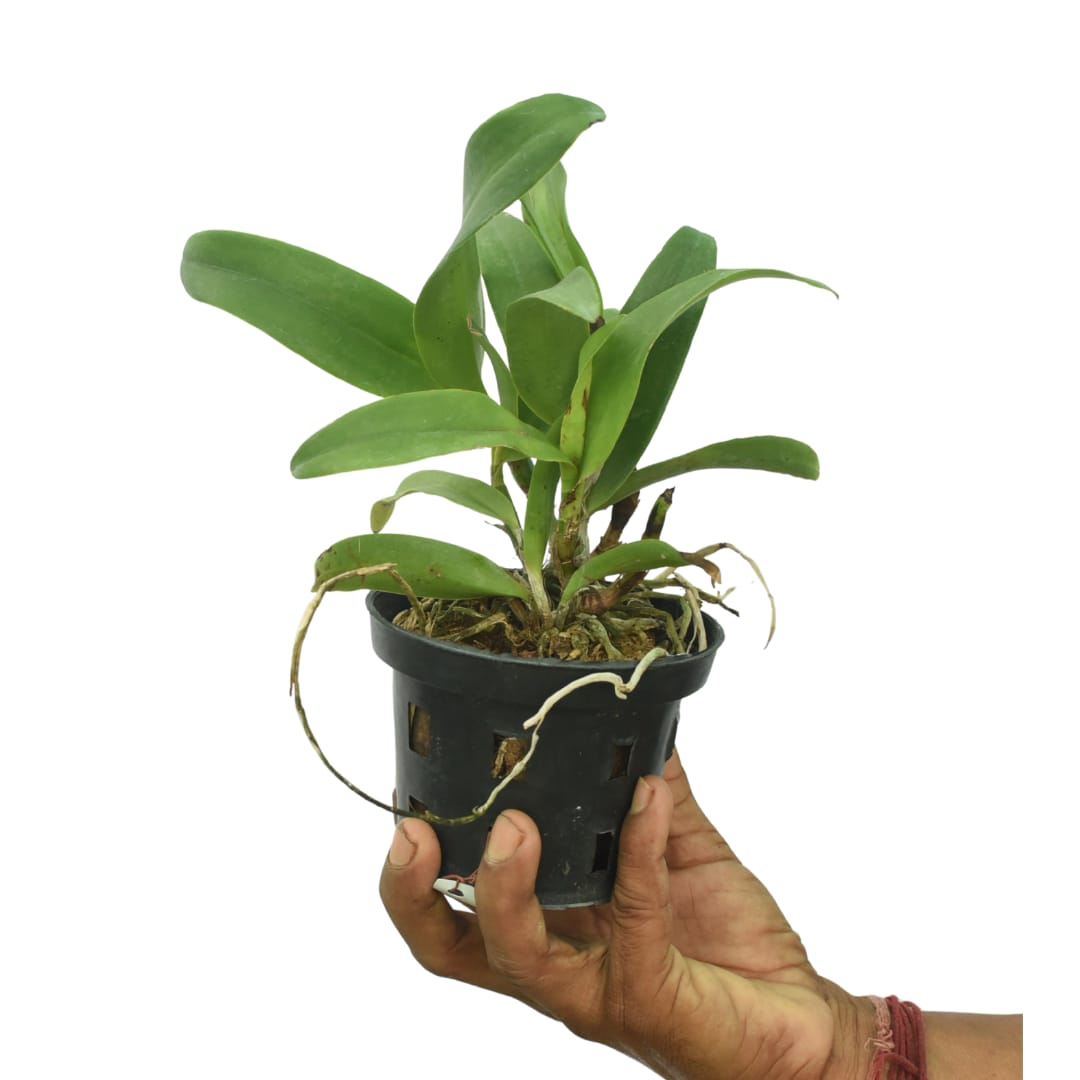 Epicatanthe Volcano Trick