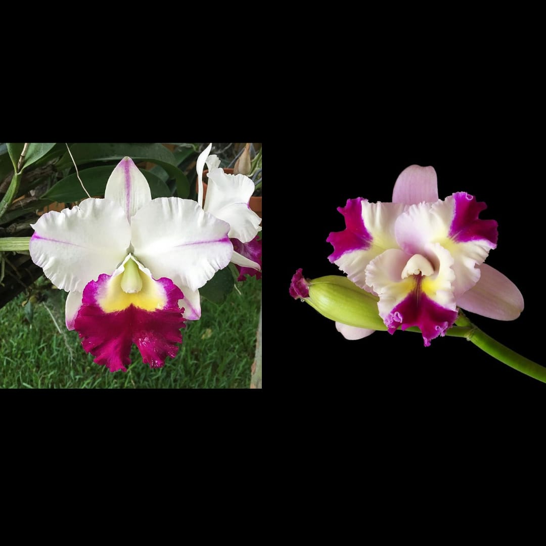 Cattleya Anna x Mari's Song Hybrid