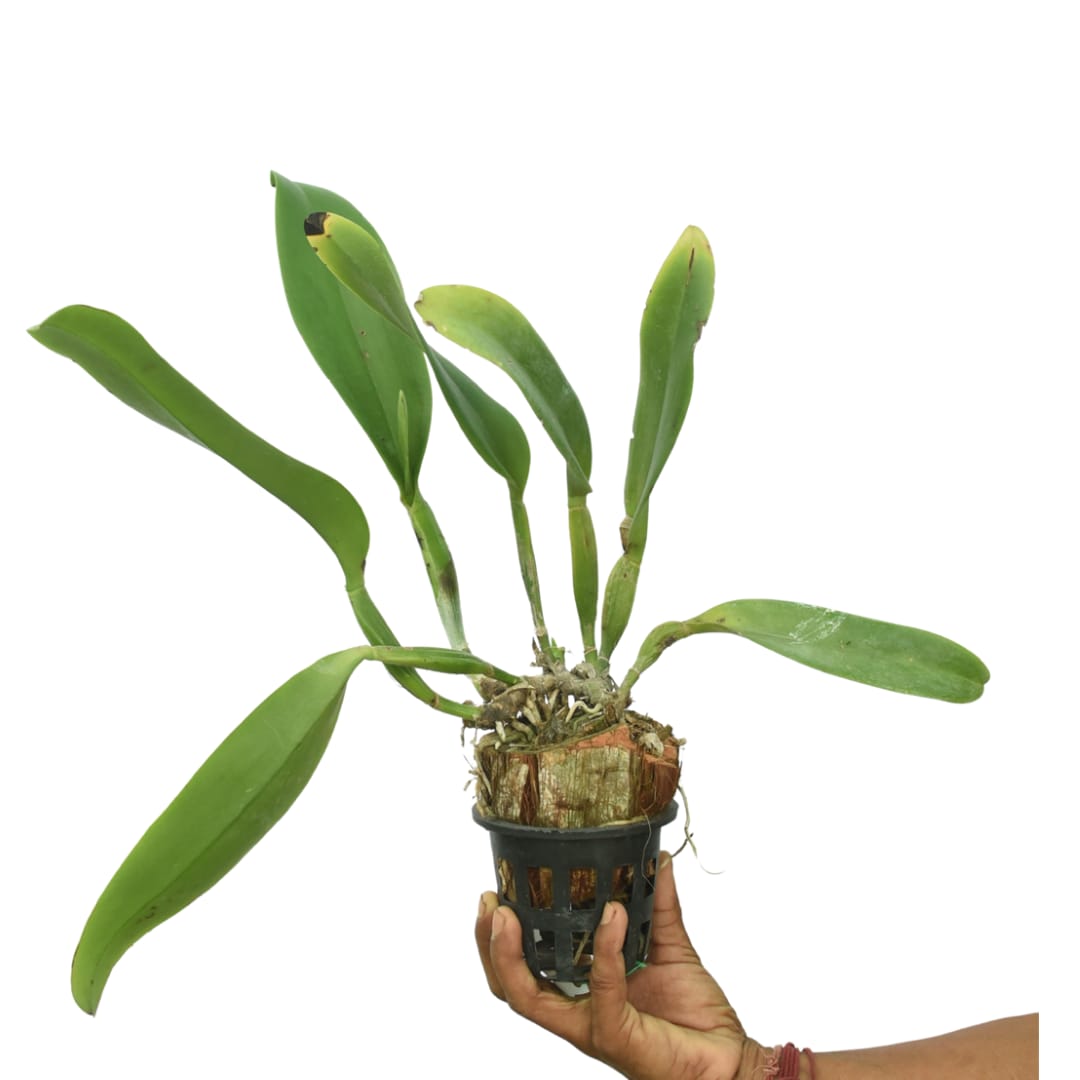 Cattleya Rlc.Patchara Fantacy