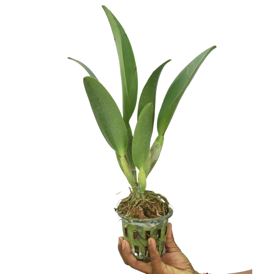 Cattleya Rlc.Ann Joi No.2