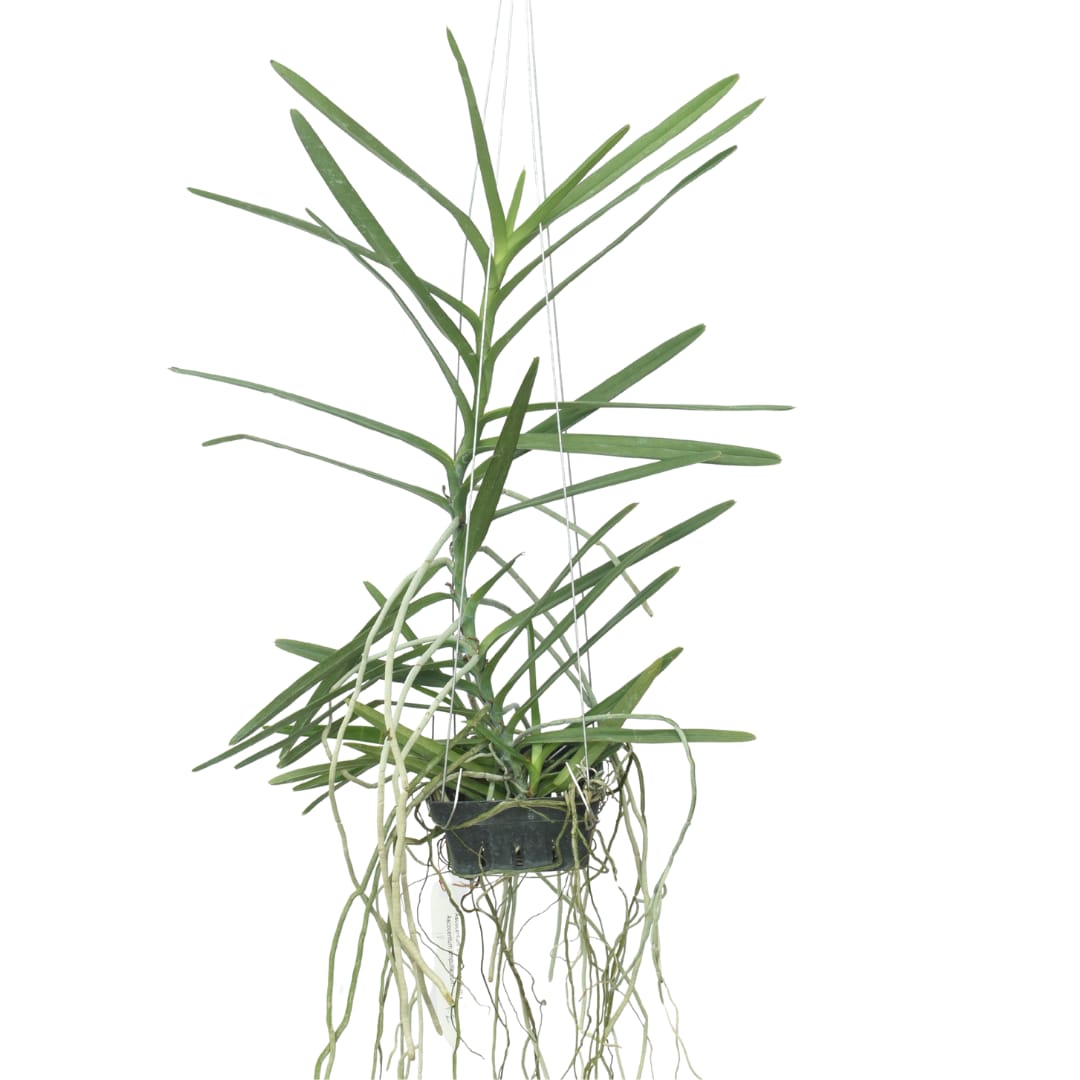 Asctm.christensonianun x Asctm.ampullaceum