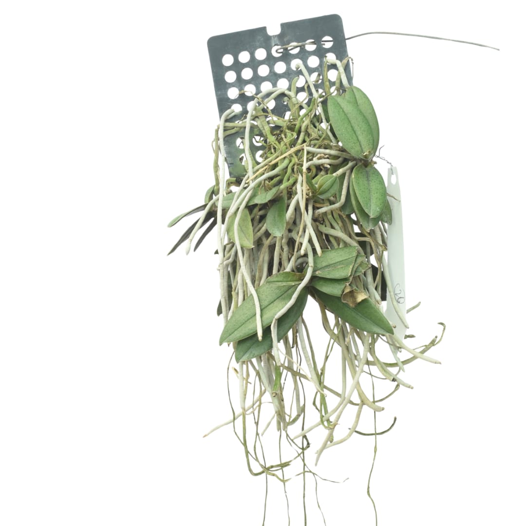 Doritis Pulcherrima(Phalaenopsis Pulcherrima)