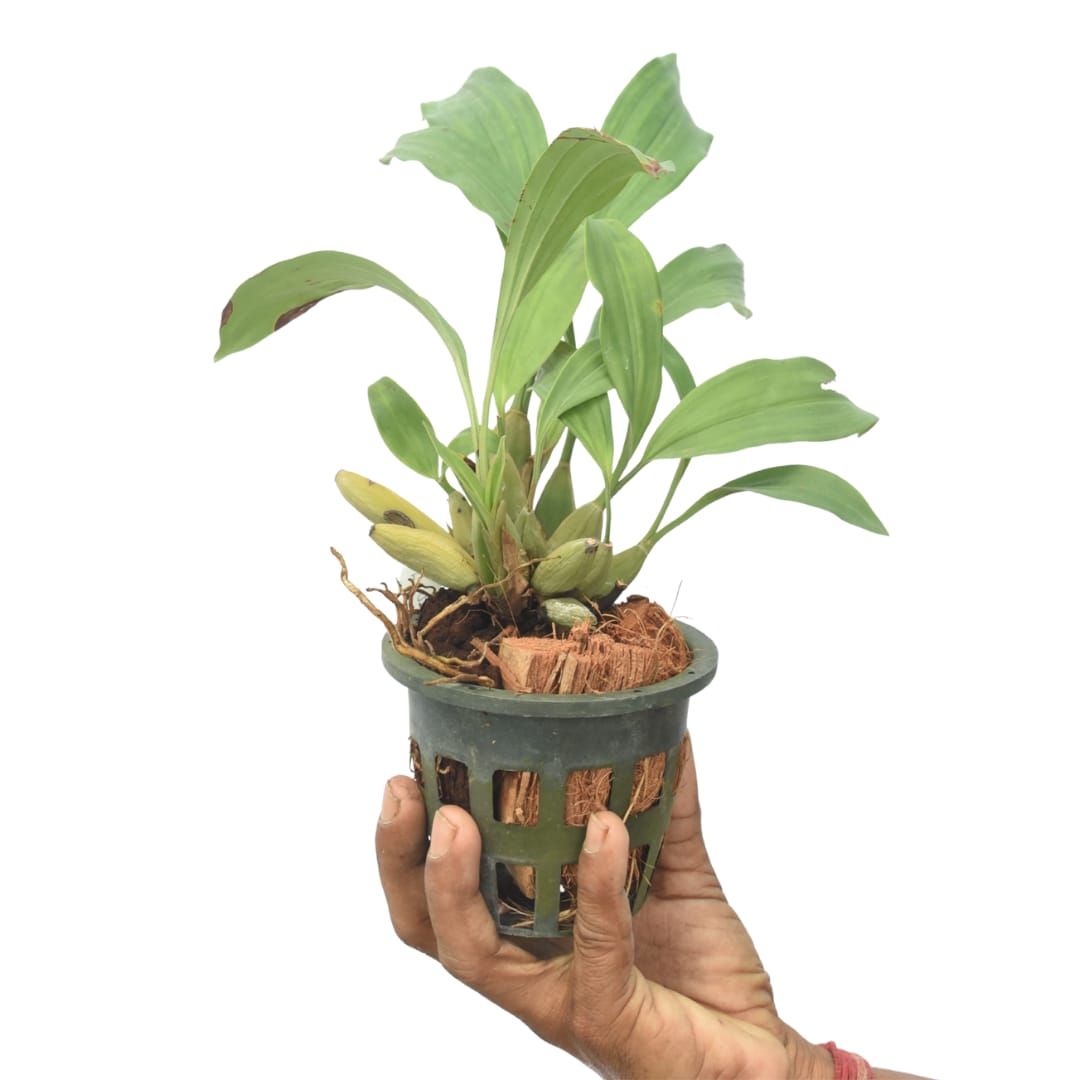 Coelogyne pachystachya