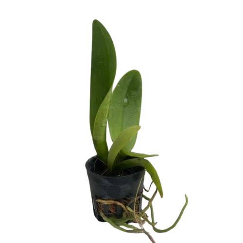 Cattleya Atadecer Pamorena Thongsuk