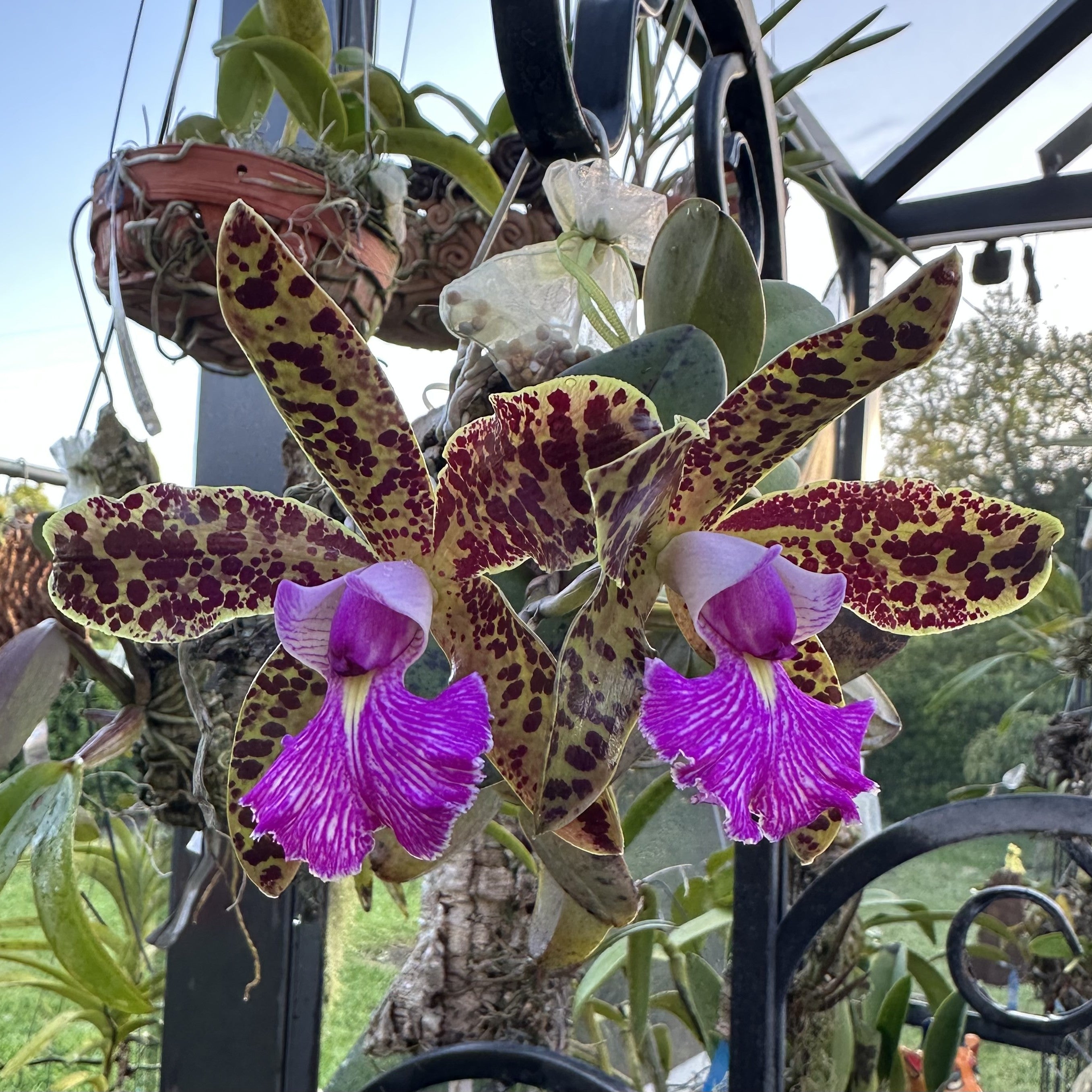 Cattleya Peckaviensis