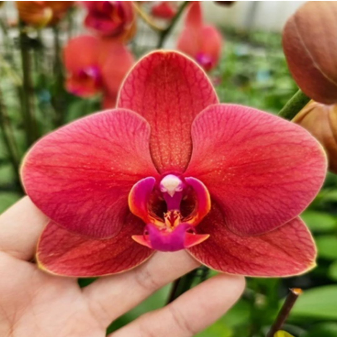 Phalaenopsis Younghome September