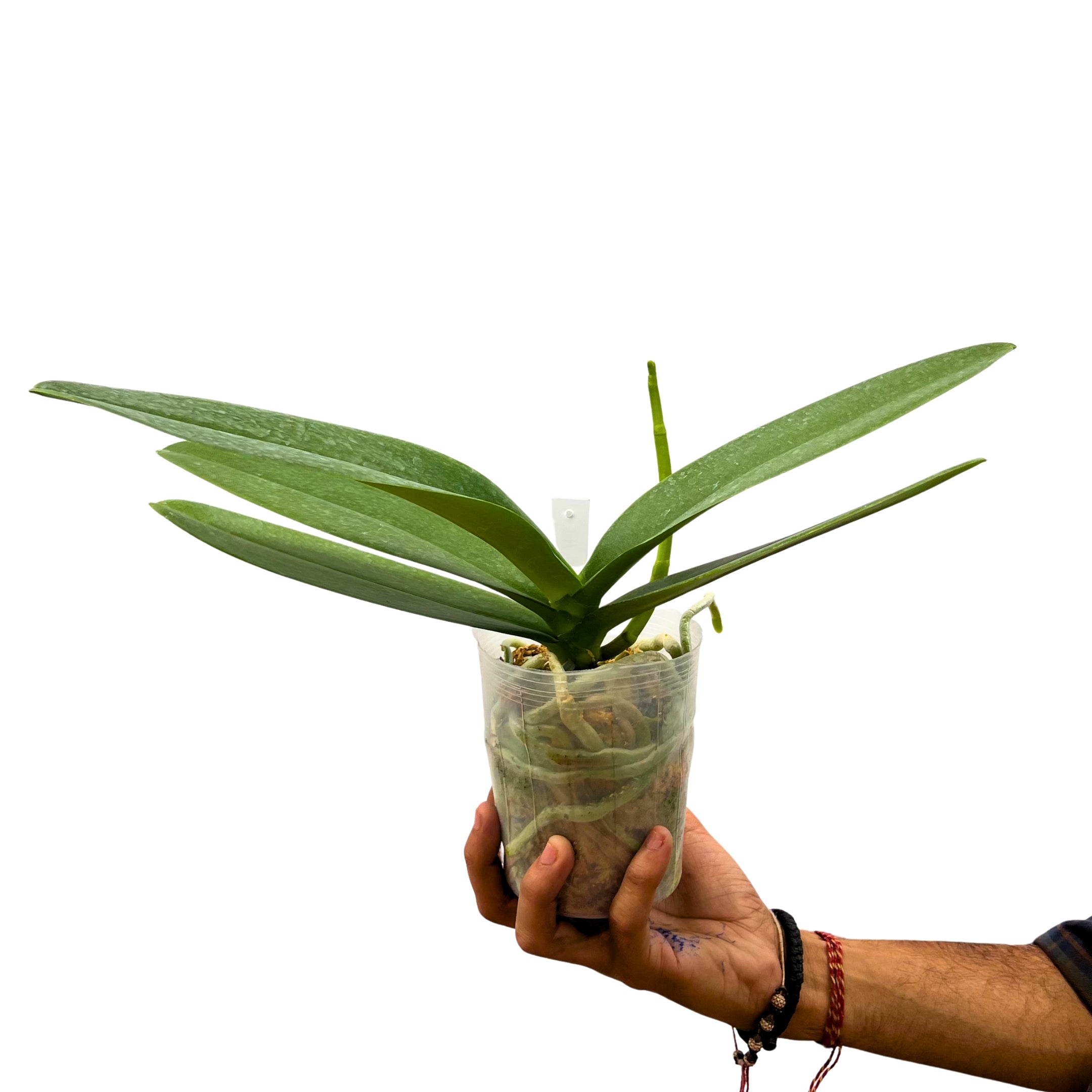 Phalaenopsis Younghome Green Dancer (with spike)