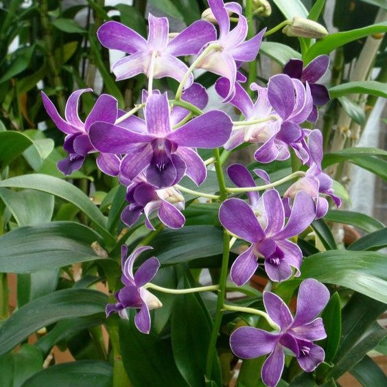 Dendrobium GD Ross