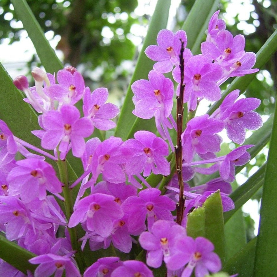 Ascocentrum ampullaceum