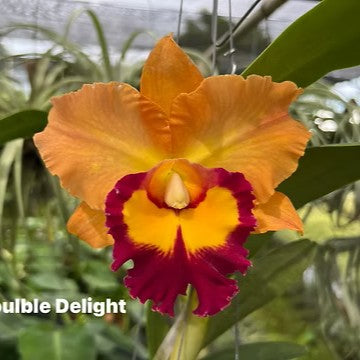 Cattleya Double Delight